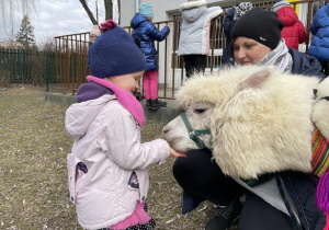 dzieci karmią i przytulają alpakę